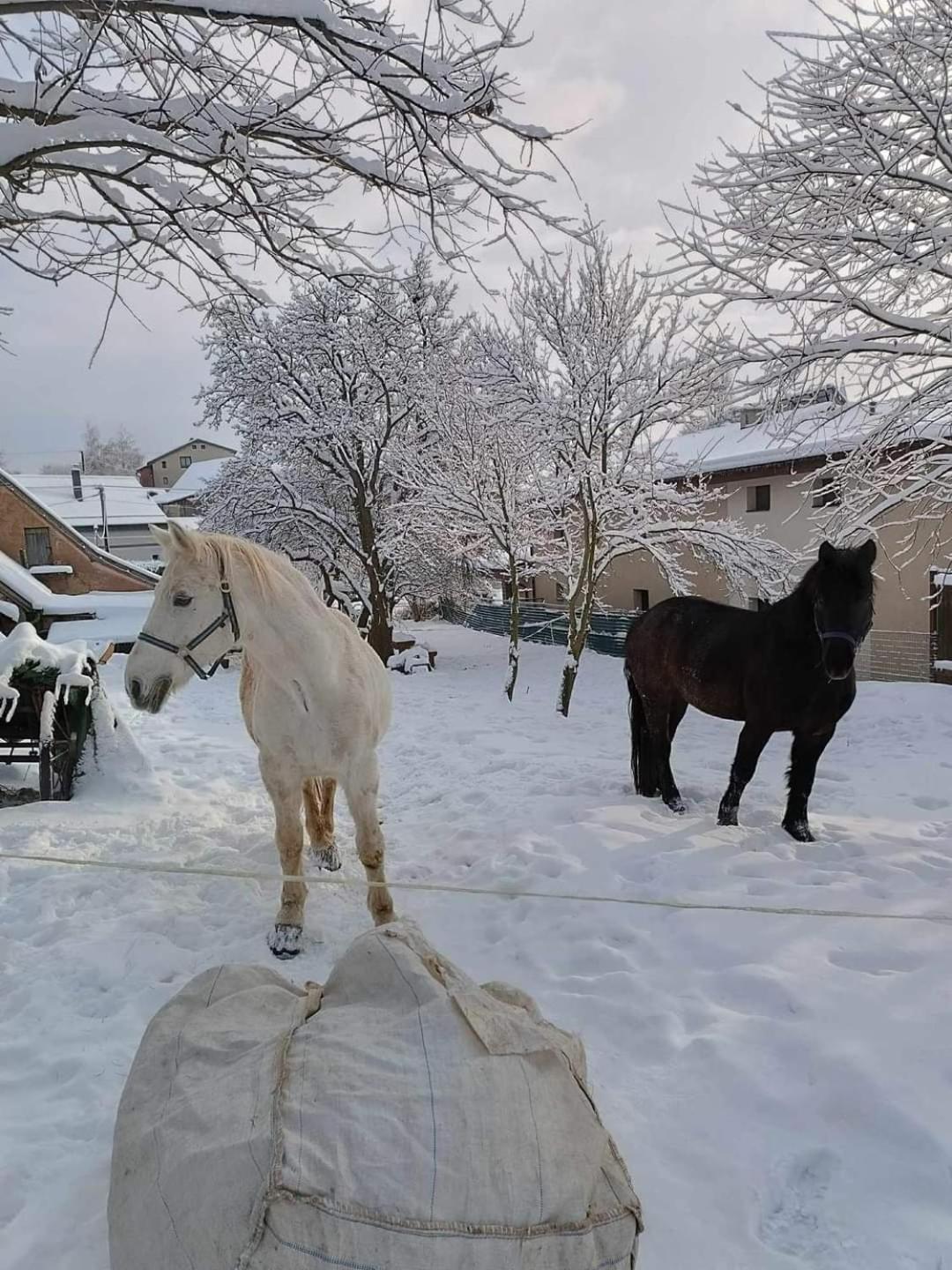 Hotel Pezion Limbovy Dvor Vrbov Esterno foto